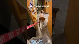 시바새끼들의 흔한 성향 #shorts #shibainu