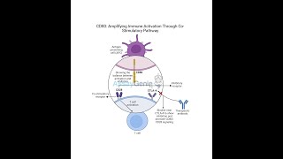 CD80_ Amplifying Immune Activation Through Co-Stimulatory Pathways