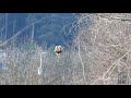 rough legged hawk hovering flight in delta bc canada