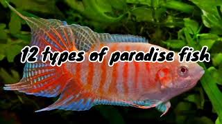 Best 12 types of paradise fish