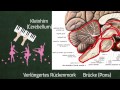 das gehirn zentrales nervensystem zns