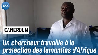 Un chercheur camerounais en aide à la protection des lamantins d'Afrique