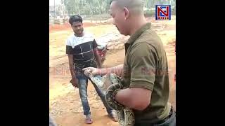 5.8-foot python rescued in Meghalaya