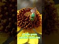 A male green metallic sweat bee on a brittle bush flower #MetallicSweatBee  #Insect #MacroVideo ￼