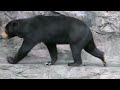 マレーグマのマーサ モート 堀 から上がってくるシーンあり 天王寺動物園 4k動画 malayan sun bear