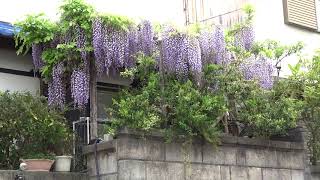 20190424　外から見た我が家の藤の花