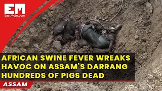 Assam: African Swine Fever strikes Darrang district