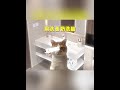 “男生见人的最高礼仪” 猫meme 猫meme小剧场 内容过于真实 男生 cat 迷恋 funny 萌宠 貓 pets 萌寵 治癒小貓 搞笑