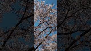 Blooming Beauty: Cherry Blossom Season in Amstelveen, Netherlands #travel #cherryblossom #sakura