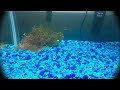 fancy shrimp timelapse mixed colors