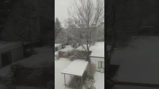 Snowing in Hamburg Germany 13/02/25 #viralvideo #travel#germany#snow