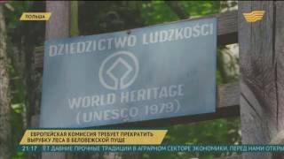 ЕК требует от Польши прекратить вырубку Беловежской пущи