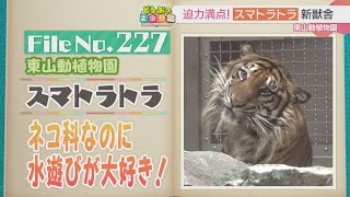 迫力満点！頭の上をスマトラトラが歩く【どうぶつZOO鑑】2024年11月8日放送