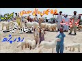 3,3 Bachon Wali Mundri Bade | New Update Dera Ghazi Khan Maweshi Mandi Location at Nadir Baloch Farm