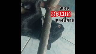 นอนละเมอ #แมวที่บ้าน #แมว #cat #funny