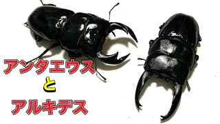 【アンタエウス】ブータンアンテとアルキデス成虫掘り出し