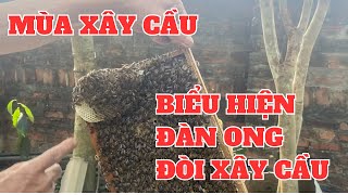 Dấu Hiệu Đàn Ong Muốn Xây Cầu [ĐỪNG BỎ LỠ VIDEO NÀY]