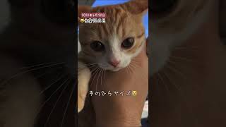 4年前の今日のぽんず😸#shorts