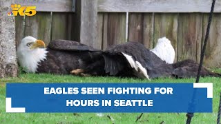 2 bald eagles caught on camera fighting in Seattle backyard