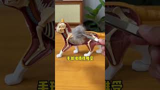 一根猫草磨牙棒解决三大难题： 1、温和排毛2、磨牙洁齿3、增肥发腮 #萌宠暑期出道计划 #萌宠好物 #年轻人养宠图签 快手