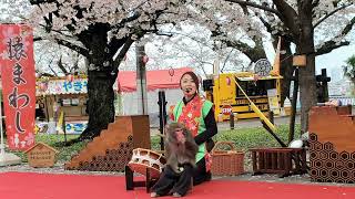 🌸西公園 - Nishi Park🌸「さくら名所100選の地」福岡県福岡市中央区西公園Fukuoka city Japan