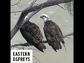 Eastern Osprey Pair