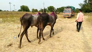 टॉप क्वालिटी मैसूर वासरांची खरेदी करण्यासाठी 🙏 चैनलला लाईक करा शेअर आणि सबस्क्राईब करायला विसरू नका🙏