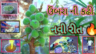 ઉમરા ની કઢી | ઉમરાનું શાક | Umra ni kadhi | umra nu shak | ઉમરા ની કઢી બનાવાની રીત #ઉમરા #કઢી #શાક