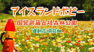 【アイスランドポピー】国営武蔵丘陵森林公園　運動広場花畑　2023.4.10撮影　​⁠