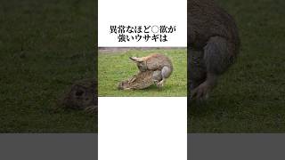 ○欲が強すぎるウサギちゃん#動物 #animals #雑学