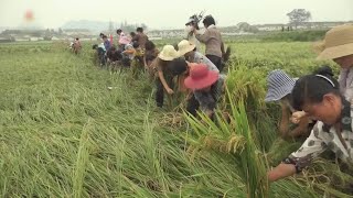 식량난 속 장마철 맞은 북한…수해 예방에 안간힘 / 연합뉴스TV (YonhapnewsTV)