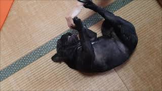 遊び方が独特な犬がこちら…(笑)