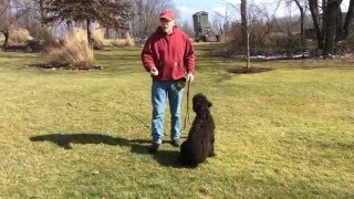 Initial Recall Training Session with Labradoodle "Sam"
