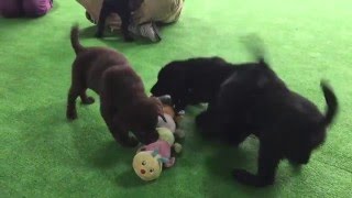 ブラックラブラドール　訓練　東松山市　埼玉県【日本で唯一のチョコラブ・黒ラブ専門犬舎 Mother Planet Kennel】