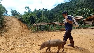 Building a Pig Cage, Moving Pigs Home, Future Life, Episode 66