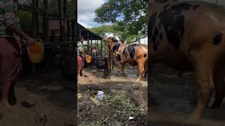 Huge Austral Cow || বড় ফ্রিজিয়ান জাতের গরু 😱😍 #cows #cow #cattlemarket #গরুর_হাট #cowmandi