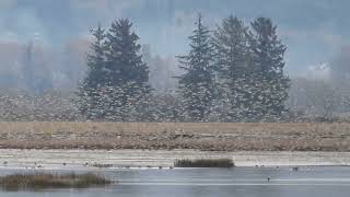 A murmuration of Dunlin, Fir Island, WA