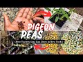 From Seed to Harvest: Grow Pigeon Peas at Home with Easy Recipe