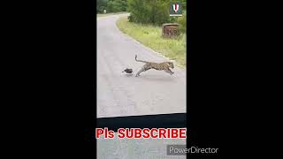 wild leopard attract on road warthogs #shorts #trendingshorts #viral