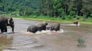 Elephant roar - ElephantNews