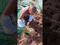 petani memanen daun bawang dalam jumlah banyak siap jual dengan harga tinggi shorts