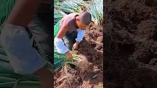 Petani Memanen Daun Bawang Dalam Jumlah Banyak Siap Jual Dengan Harga Tinggi #shorts