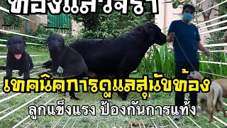 เทคนิคการดูแลสุนัขตั้งท้อง