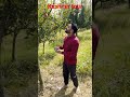 apple ki chori #kashmirtour #shorts #viral #trending #beutyfulplace #youtubeshorts