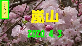 嵐山(亀山公園へ)　2020 4 3