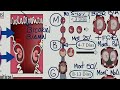 Obstetricia - Gestacion Multiple