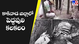 కాకినాడ జిల్లాలో పెద్దపులి కలకలం - TV9