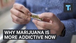 Why marijuana is more addictive now