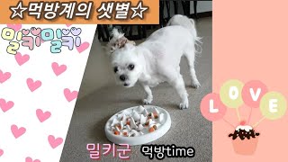 ☆먹방계의 샛별☆밀키밀키군의 먹방