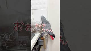 【亡き夫の鳥と生活】おーちゃんは叱られがち#ペット